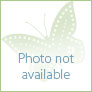 
 
 
 Au Pair in San Anselmo, CA, United States looking for a job: 3782925